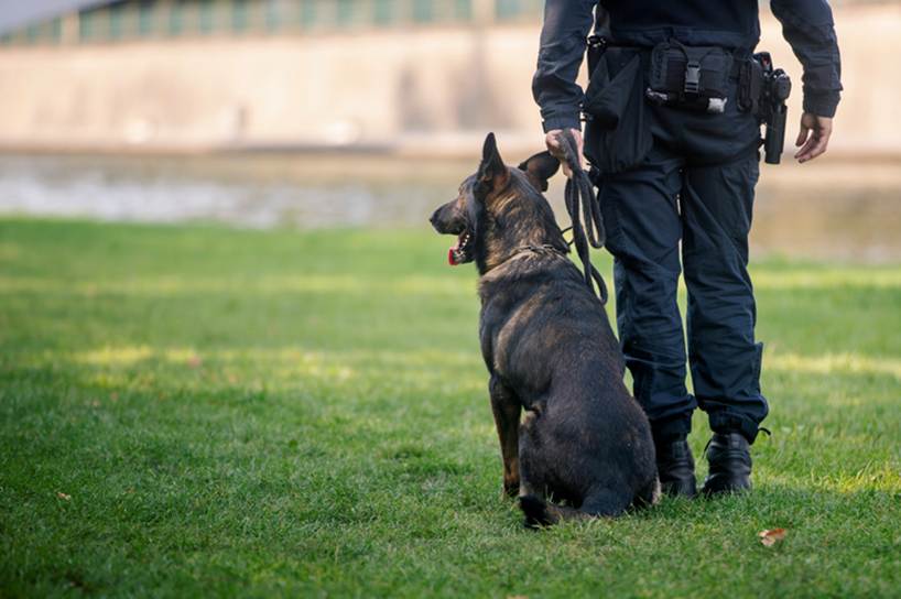 A k9 dog and a policeman